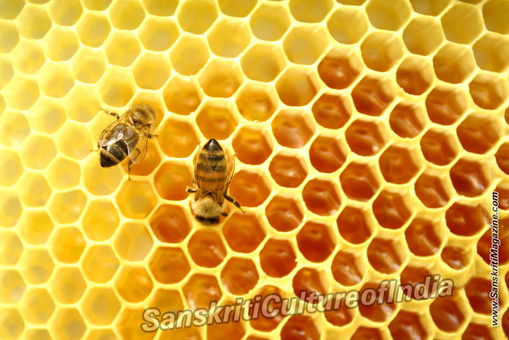 Australian Honey Hailed As World's "Most Potent"