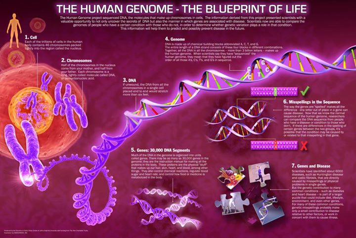 Human Genome