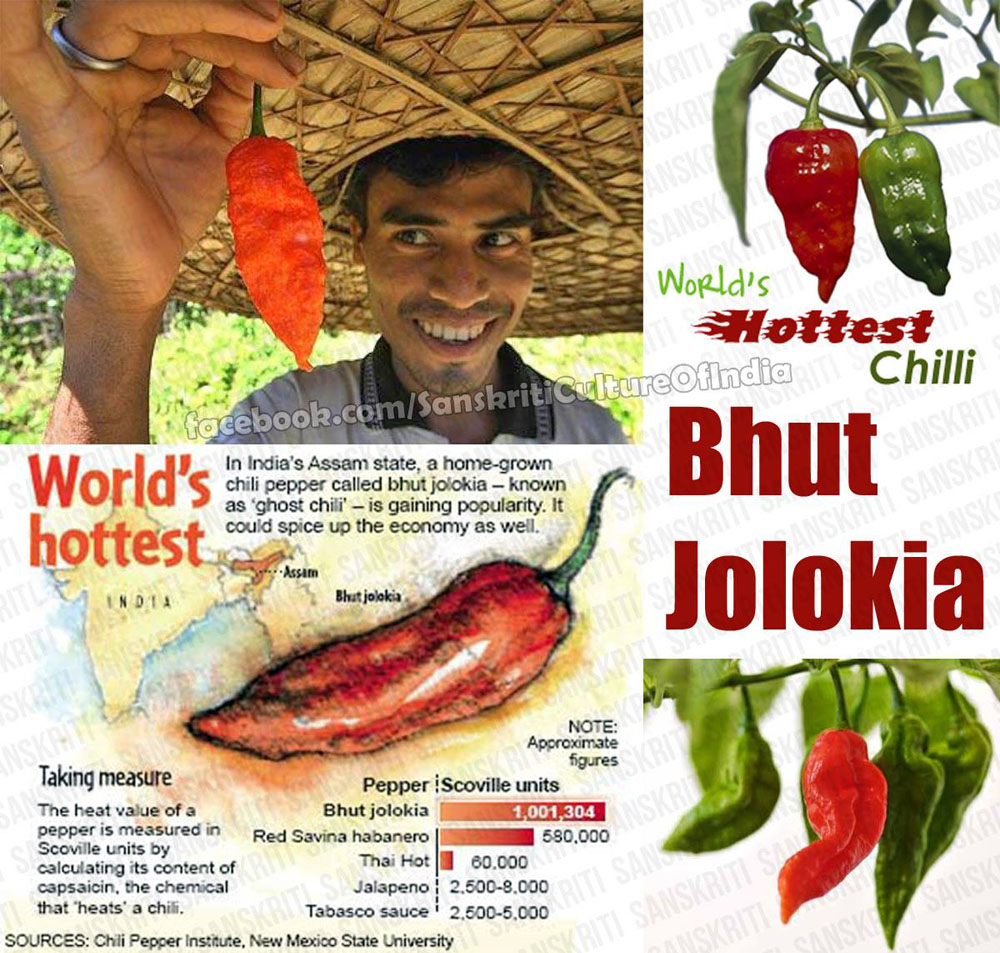 Bhut Jolokia - One of World's Hottest Chilli
