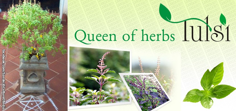 Tulsi - The Queen of Herbs!!