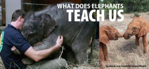 What elephants teach us...