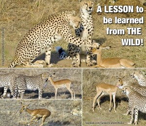 Lesson of the wild...