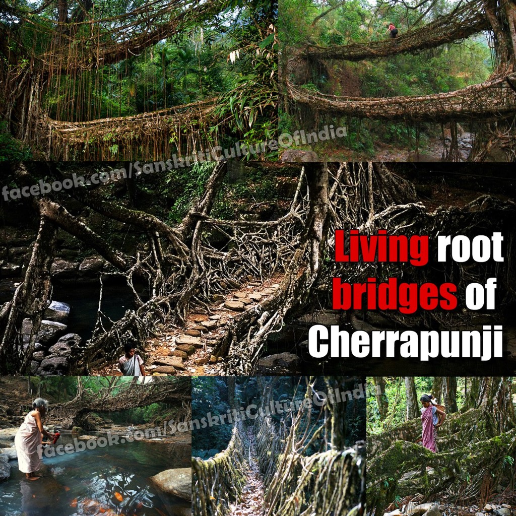 Living Root bridges of Cherrapunji