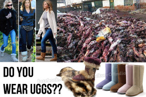 Do you wear UGGS?