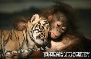 on-animals-love-memory