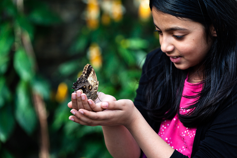 butterfly