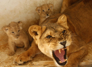 lioness-protects-cubs