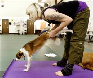 dog_yoga