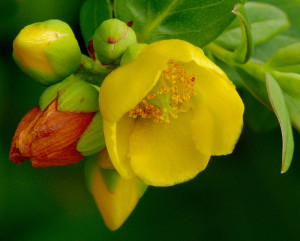 HYPERICUM URALUM