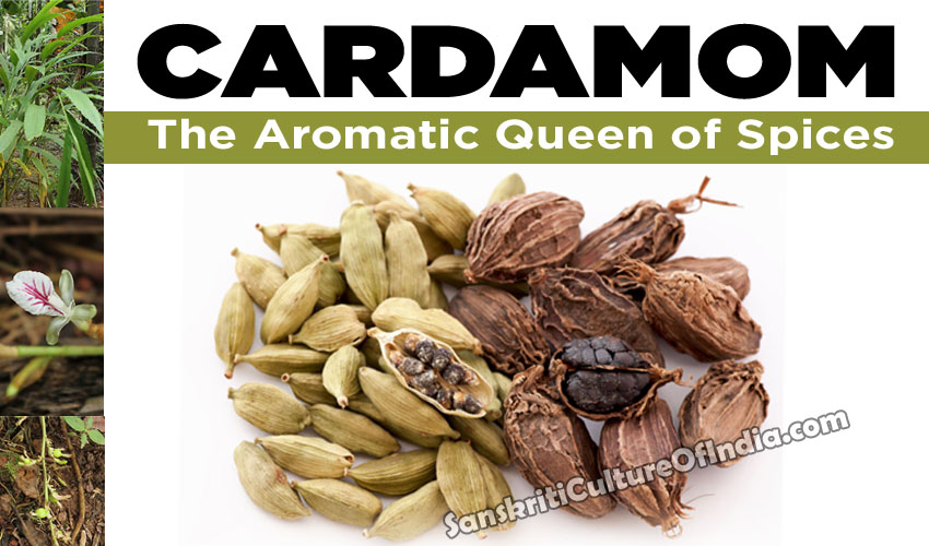 cardamom