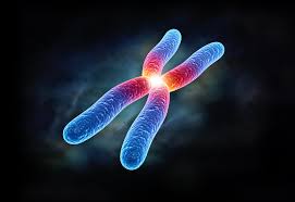 chromosomes