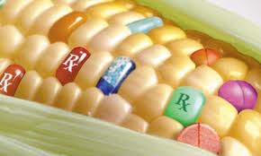gmo