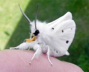 silk moth