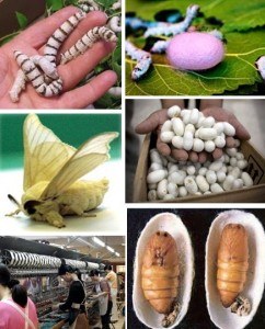 silkworm