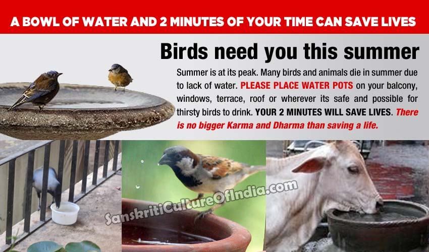 birds-water