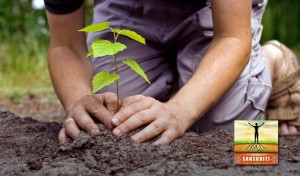 Government plans to plant 200 crore trees, increase employment