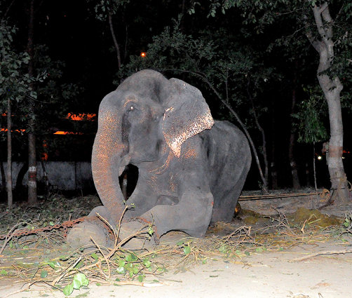 Raju cries as he is rescued after 50 years in captivity