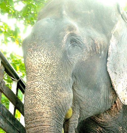  Raju eats fruit as a free elephant