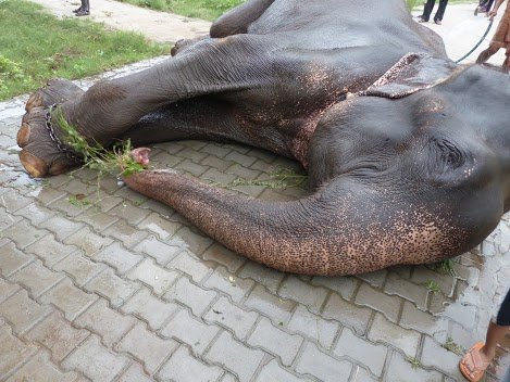 Raju held captive by chains.