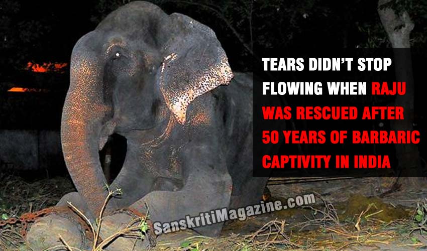 Raju-the-elephant