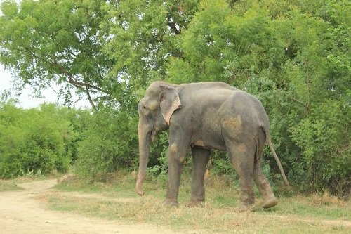 Raju walks free