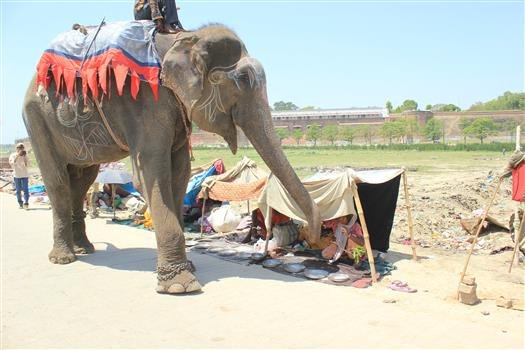 Raju working as a begging elephant 