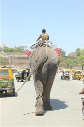 Raju working as a begging elephant 