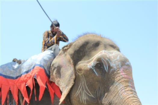 Raju working as a begging elephant 