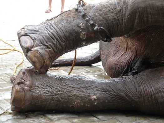 The spikes on his chains left Raju with deep wounds.