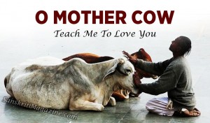 O Mother Cow, teach me to love you