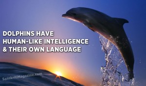 Dolphins have human-like intelligence and their own language