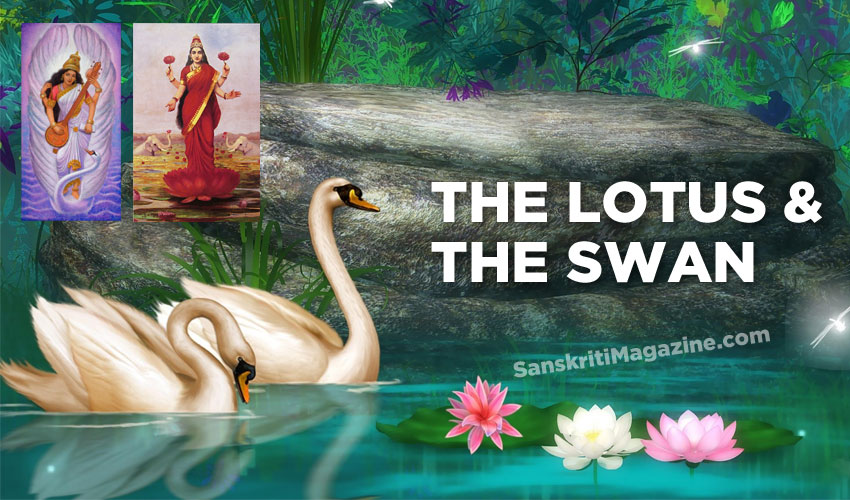 The Lotus and the Swan