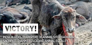 India blocks transport of animals headed for sacrifice to Nepal