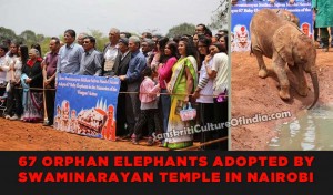 67 orphaned elephants adopted by members of SwamiNarayan Temple in Nairobi