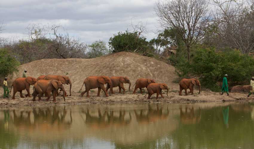 The David Sheldrick Wildlife Trust