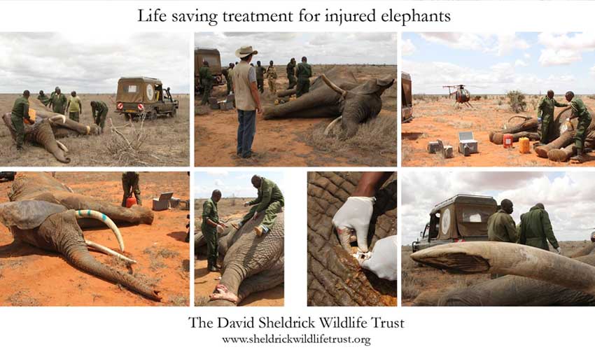 The David Sheldrick Wildlife Trust