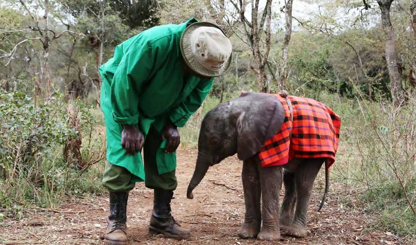 The David Sheldrick Wildlife Trust