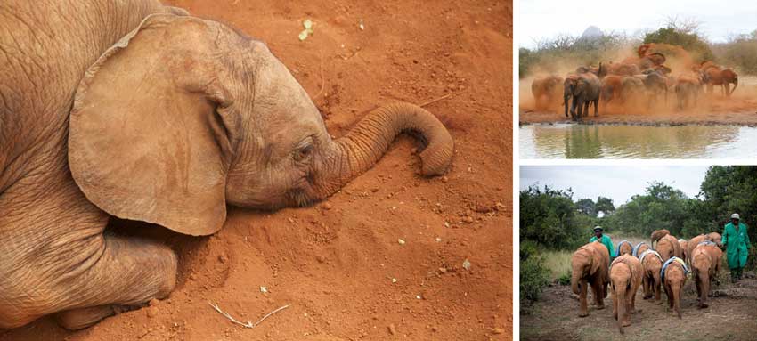 The David Sheldrick Wildlife Trust