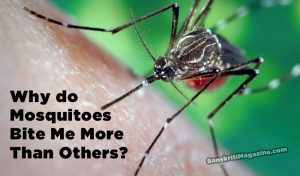 why do mosquitoes bite me more than others?