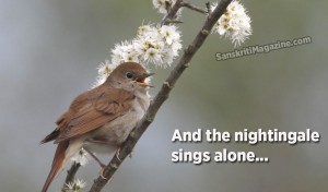 And the nightingale sings alone...