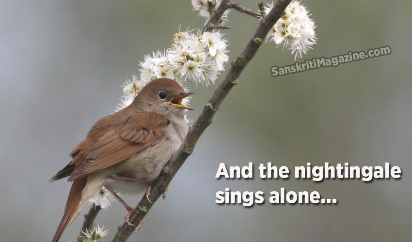 And the nightingale sings alone...