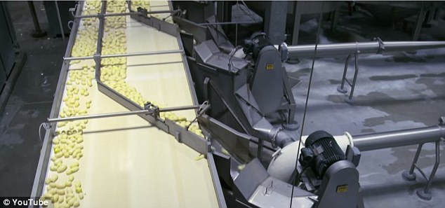 Multi-step process: Here they are seen on a conveyor belt at the factory in Idaho 