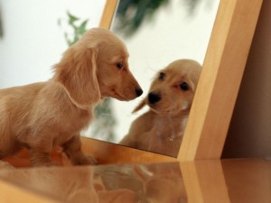 dog and mirror