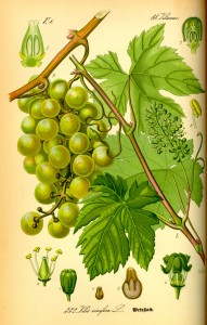 grapes