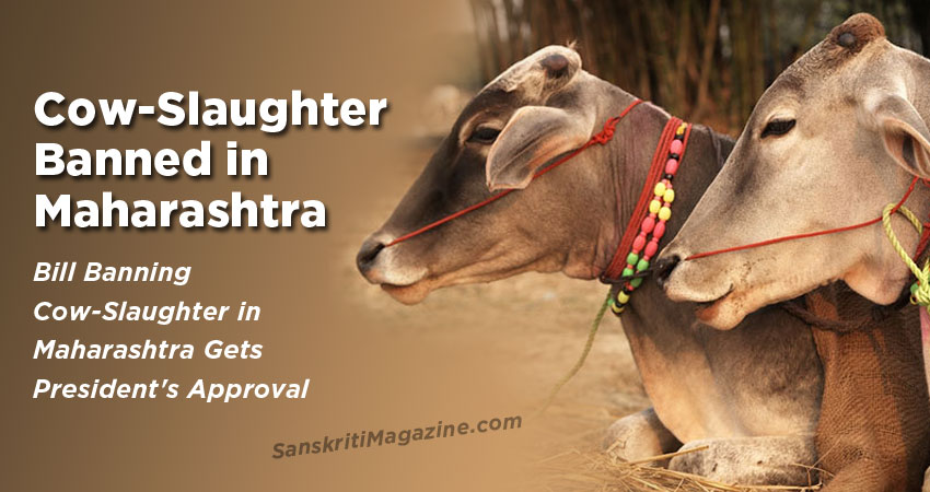 Cow / Calf slaughter banned in Maharashtra | Sanskriti - Hinduism and Indian Culture Website Cow / Calf slaughter banned in Maharashtra | Sanskriti - Hinduism and Indian Culture Website