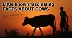 Little known fascinating facts about cows