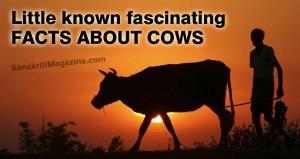 Little known fascinating facts about cows