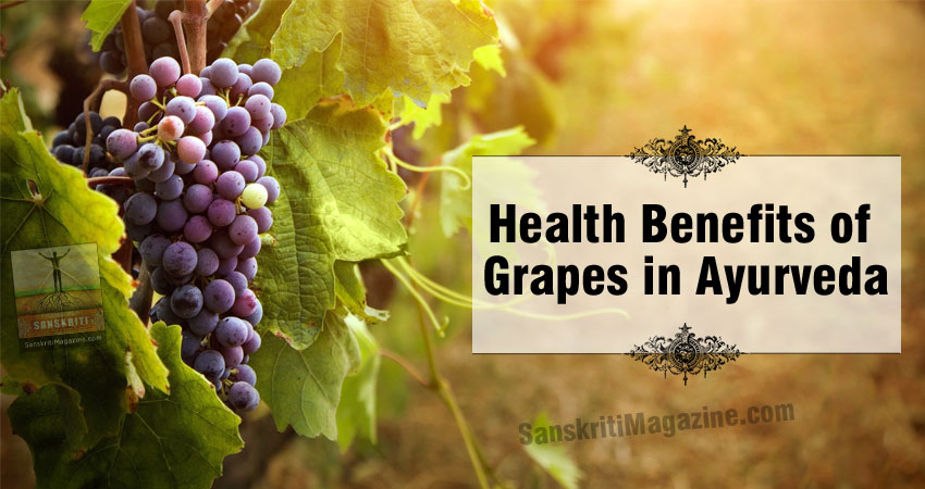 Health Benefits of Grapes in Ayurveda