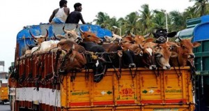 haryana-beef-ban