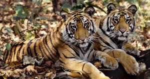 30% rise in India's tiger population